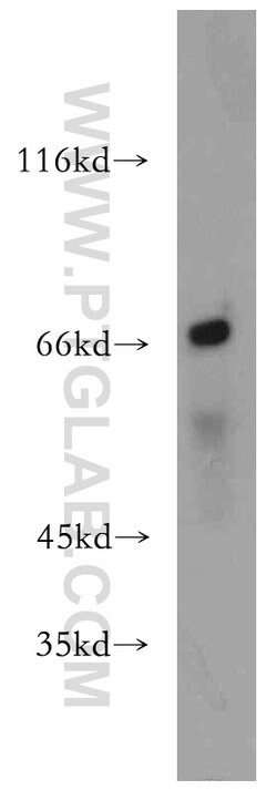 MEF2C Rabbit anti-Human, Mouse, Rat, Polyclonal, Proteintech 150 &mu;L;
