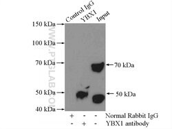 YBX1 Rabbit anti-Human, Mouse, Polyclonal, Proteintech 20 &mu;L; Unconjugated:Antibodies,