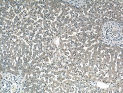 LASS2 Rabbit anti-Human, Mouse, Polyclonal, Proteintech:Anticorps:Anticorps