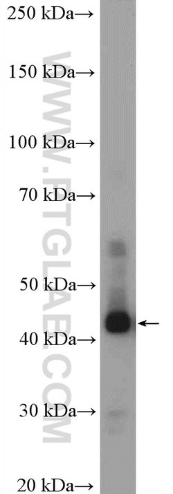 LASS2 Rabbit anti-Human, Mouse, Polyclonal, Proteintech:Anticorps:Anticorps
