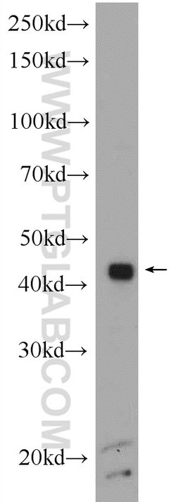 SFRS2 Rabbit anti-Human, Mouse, Rat, Polyclonal, Proteintech:  