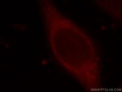 TMEM176A Rabbit anti-Human, Polyclonal, Proteintech 150 &mu;L; Unconjugated:Antibodies,