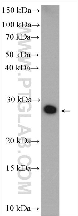 TMEM176A Rabbit anti-Human, Polyclonal, Proteintech 150 &mu;L; Unconjugated:Antibodies,