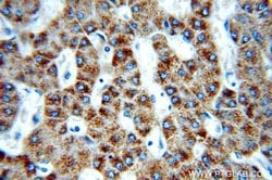 PECI Rabbit anti-Human, Mouse, Polyclonal, Proteintech:Antibodies:Primary