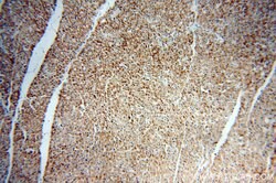 PECI Rabbit anti-Human, Mouse, Polyclonal, Proteintech:Antibodies:Primary