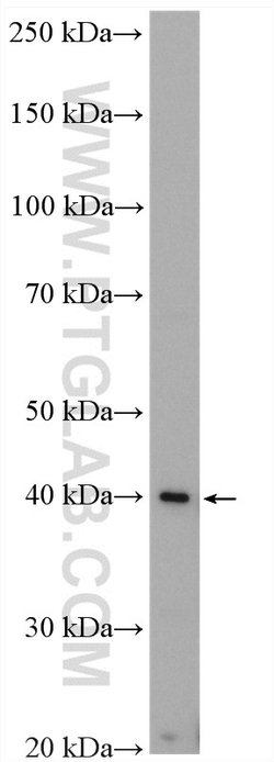 PECI Rabbit anti-Human, Mouse, Polyclonal, Proteintech:Antibodies:Primary