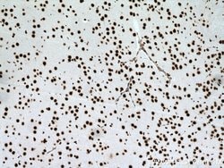 SNRPE Rabbit anti-Human, Mouse, Rat, Polyclonal, Proteintech:Antibodies:Primary