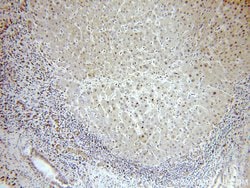 SNRPE Rabbit anti-Human, Mouse, Rat, Polyclonal, Proteintech:Antibodies:Primary