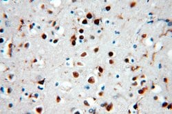 SNRPE Rabbit anti-Human, Mouse, Rat, Polyclonal, Proteintech:Antibodies:Primary