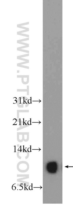 SNRPE Rabbit anti-Human, Mouse, Rat, Polyclonal, Proteintech:Antibodies:Primary