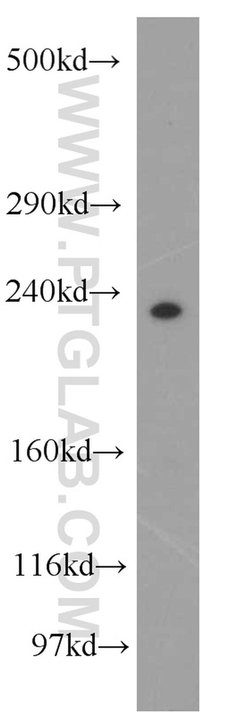 PCNXL2 Rabbit anti-Human, Mouse, Rat, Polyclonal, Proteintech:Anticuerpos:Anticuerpos