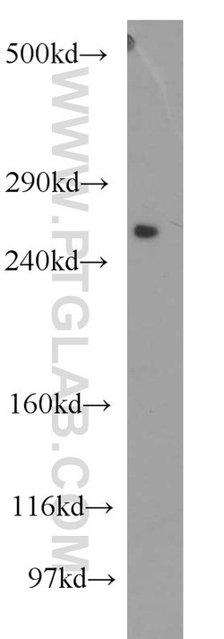 PCNXL2 Rabbit anti-Human, Mouse, Rat, Polyclonal, Proteintech