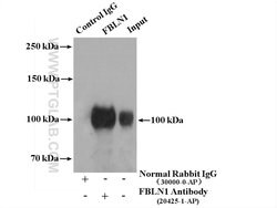 Fibulin-1 Rabbit anti-Human, Mouse, Rat, Polyclonal, Proteintech:Antibodies:Primary