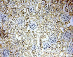 C5orf44 Rabbit anti-Human, Mouse, Rat, Polyclonal, Proteintech:Antibodies:Primary
