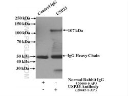 USP33 Rabbit anti-Human, Mouse, Rat, Polyclonal, Proteintech:Antibodies:Primary
