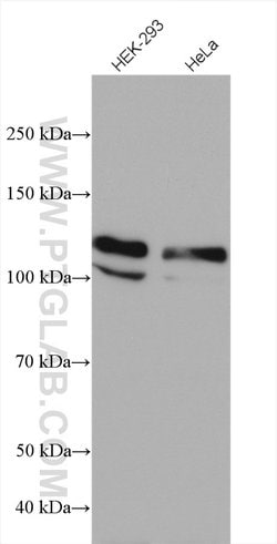 USP33 Rabbit anti-Human, Mouse, Rat, Polyclonal, Proteintech:Antibodies:Primary