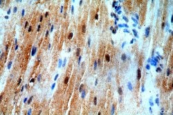 SMN Rabbit anti-Human, Mouse, Polyclonal, Proteintech 150 &mu;L; Unconjugated:Antibodies,