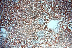 SMN Rabbit anti-Human, Mouse, Polyclonal, Proteintech 150 &mu;L; Unconjugated:Antibodies,