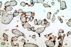 ZIP8 Rabbit anti-Human, Mouse, Polyclonal, Proteintech 150 &mu;L; Unconjugated:Antibodies,
