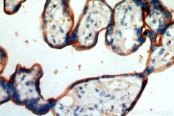 ZIP8 Rabbit anti-Human, Mouse, Polyclonal, Proteintech 150 &mu;L; Unconjugated:Antibodies,
