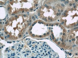 ZIP8 Rabbit anti-Human, Mouse, Polyclonal, Proteintech 150 &mu;L; Unconjugated:Antibodies,