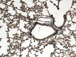 ZIP8 Rabbit anti-Human, Mouse, Polyclonal, Proteintech 150 &mu;L; Unconjugated:Antibodies,