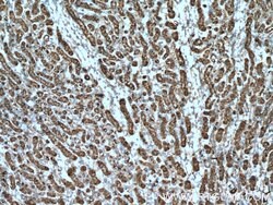 ZIP8 Rabbit anti-Human, Mouse, Polyclonal, Proteintech 150 &mu;L; Unconjugated:Antibodies,