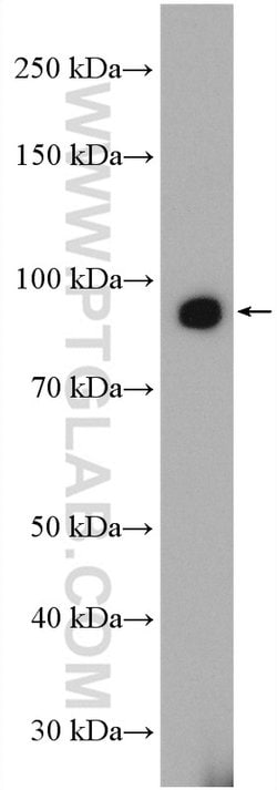 ZIP8 Rabbit anti-Human, Mouse, Polyclonal, Proteintech 150 &mu;L; Unconjugated:Antibodies,