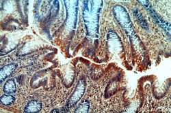 CCDC51 Rabbit anti-Human, Mouse, Rat, Polyclonal, Proteintech 150 &mu;L | Buy Online | Proteintech Group Inc | Fisher Scientific