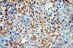 CCDC51 Rabbit anti-Human, Mouse, Rat, Polyclonal, Proteintech 150 &mu;L | Buy Online | Proteintech Group Inc | Fisher Scientific