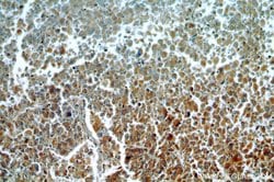 C9orf156 Rabbit anti-Human, Polyclonal, Proteintech 150 &mu;L; Unconjugated:Antibodies,