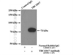 TBC1D17 Rabbit anti-Human, Mouse, Rat, Polyclonal, Proteintech 150 &mu;L | Buy Online | Proteintech Group Inc | Fisher Scientific