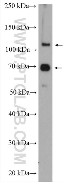 DAXX Rabbit anti-Human, Mouse, Polyclonal, Proteintech 150 &mu;L; Unconjugated:Antibodies,