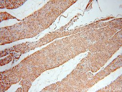 NME2 Rabbit anti-Human, Mouse, Rat, Polyclonal, Proteintech:Antibodies:Primary