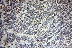 CEPT1 Rabbit anti-Human, Mouse, Rat, Polyclonal, Proteintech 150 &mu;L | Buy Online | Proteintech Group Inc | Fisher Scientific