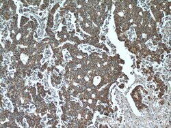 SPON2 Rabbit anti-Human, Polyclonal, Proteintech 20 &mu;L; Unconjugated:Antibodies,