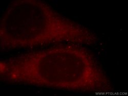 EFS Rabbit anti-Human, Mouse, Rat, Polyclonal, Proteintech 150 &mu;L; Unconjugated:Antibodies,