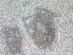 EFS Rabbit anti-Human, Mouse, Rat, Polyclonal, Proteintech 150 &mu;L; Unconjugated:Antibodies,
