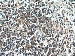 EFS Rabbit anti-Human, Mouse, Rat, Polyclonal, Proteintech 150 &mu;L; Unconjugated:Antibodies,