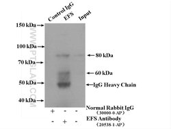 EFS Rabbit anti-Human, Mouse, Rat, Polyclonal, Proteintech 150 &mu;L; Unconjugated:Antibodies,