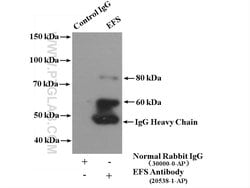 EFS Rabbit anti-Human, Mouse, Rat, Polyclonal, Proteintech 150 &mu;L; Unconjugated:Antibodies,