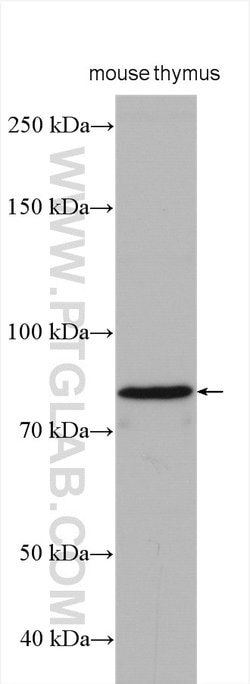 EFS Rabbit anti-Human, Mouse, Rat, Polyclonal, Proteintech 150 &mu;L; Unconjugated:Antibodies,