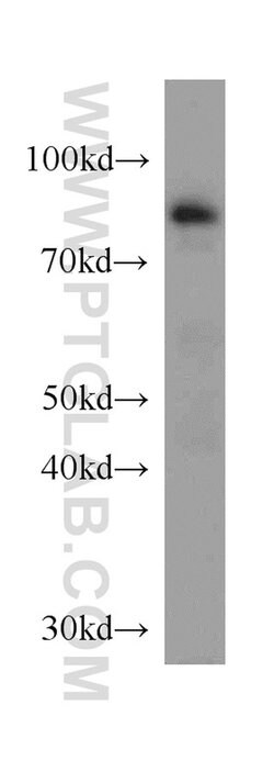 EFS Rabbit anti-Human, Mouse, Rat, Polyclonal, Proteintech 150 &mu;L; Unconjugated:Antibodies,