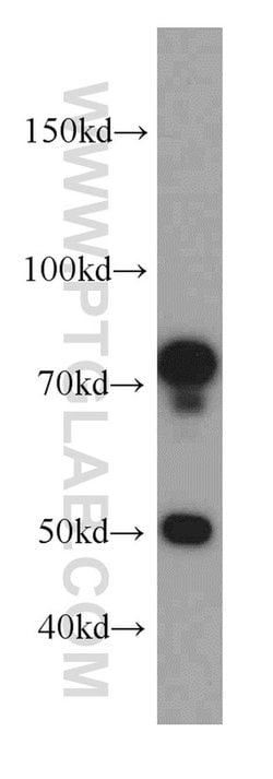 SH3BP1 Rabbit anti-Human, Mouse, Polyclonal, Proteintech:Antibodies:Primary
