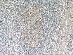 SUPT16H Rabbit anti-Human, Mouse, Polyclonal, Proteintech 150 &mu;L; Unconjugated:Antibodies,