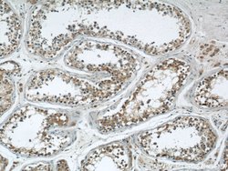 CBLN4 Rabbit anti-Human, Mouse, Rat, Polyclonal, Proteintech 150 &mu;L;