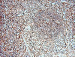 PAFAH1B3 Rabbit anti-Human, Mouse, Rat, Polyclonal, Proteintech 150 &mu;L;