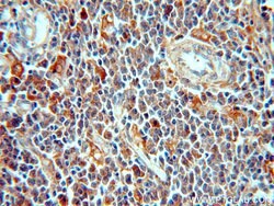 PAFAH1B3 Rabbit anti-Human, Mouse, Rat, Polyclonal, Proteintech 150 &mu;L;