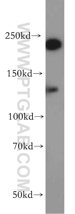 CHD1 Rabbit anti-Human, Mouse, Rat, Polyclonal, Proteintech 150 &mu;L;