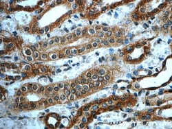 ORAI2 Rabbit anti-Human, Mouse, Polyclonal, Proteintech:Antibodies:Primary